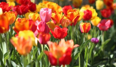 Different Types of Tulips