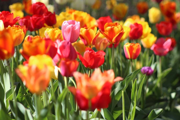 43 Different Types of Tulips