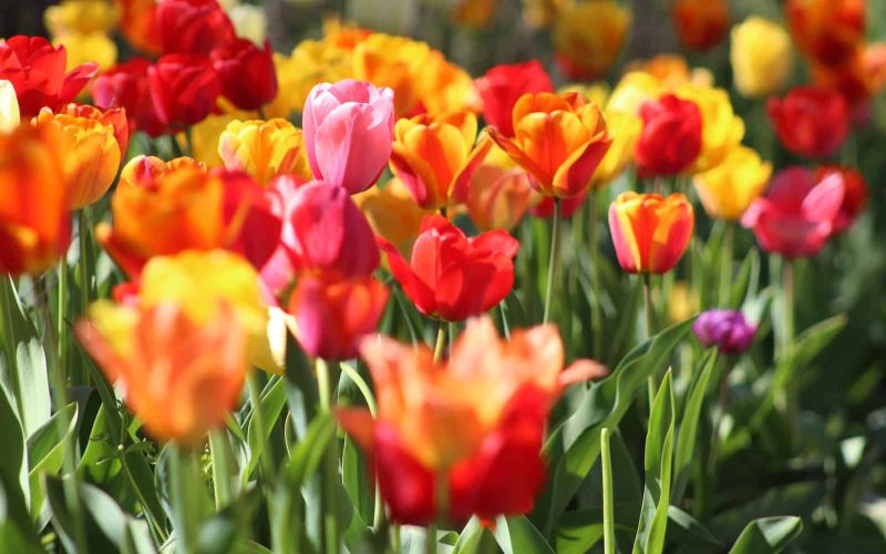 Different Types of Tulips