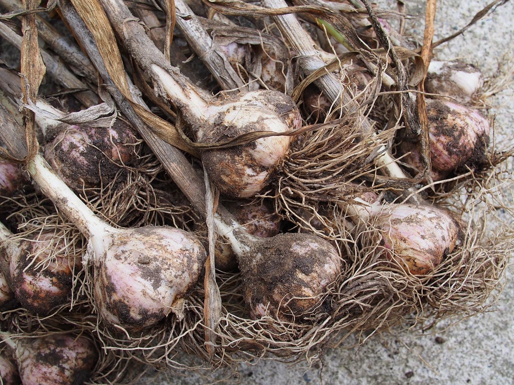 Hardneck Garlic Different Types of Garlic