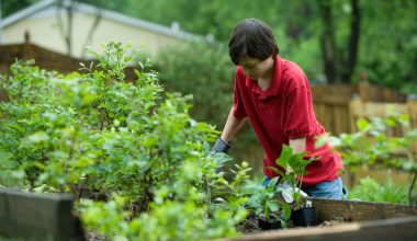 Low Maintenance Garden Ideas for Your Garden