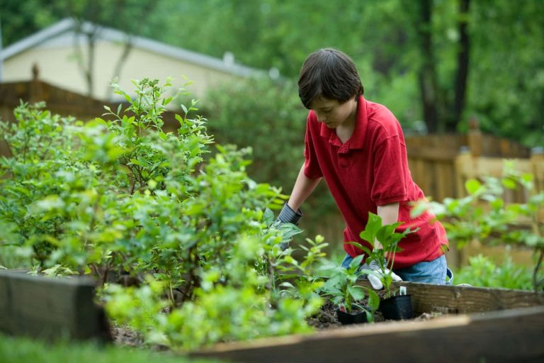 Low Maintenance Garden Ideas for Your Garden