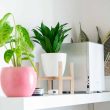 Low Maintenance Houseplants for Your Homes