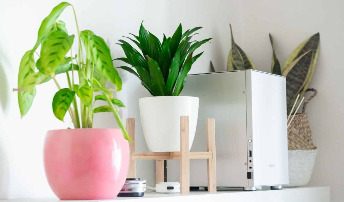 Low Maintenance Houseplants for Your Homes