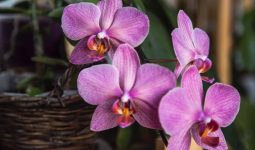 Pet Friendly Indoor Plants