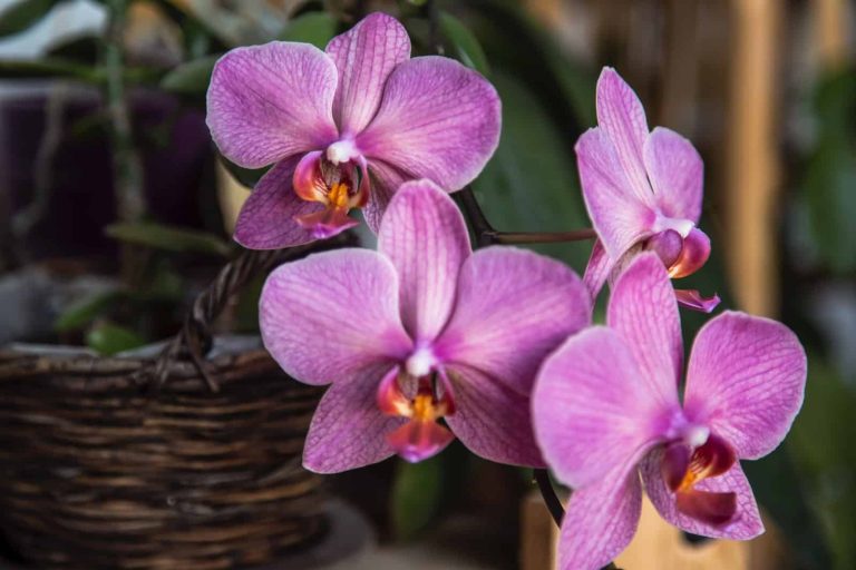 Pet Friendly Indoor Plants