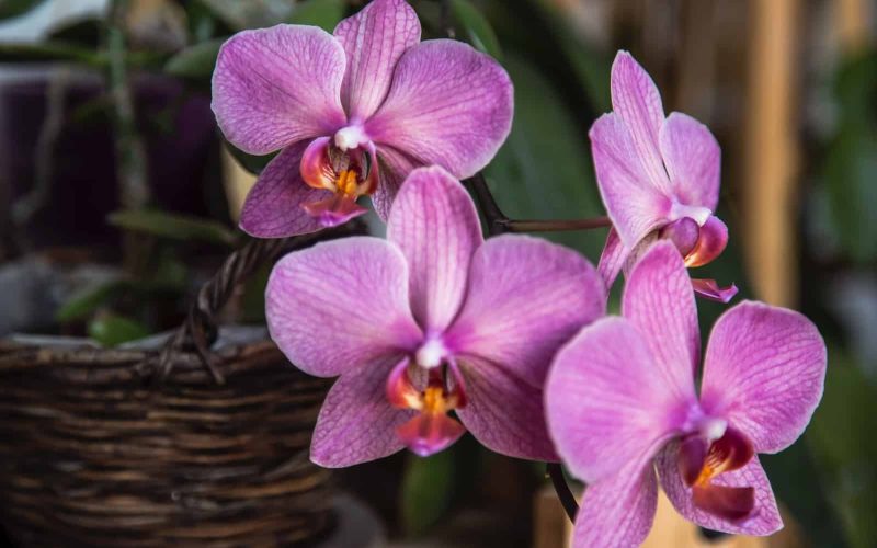 Pet Friendly Indoor Plants