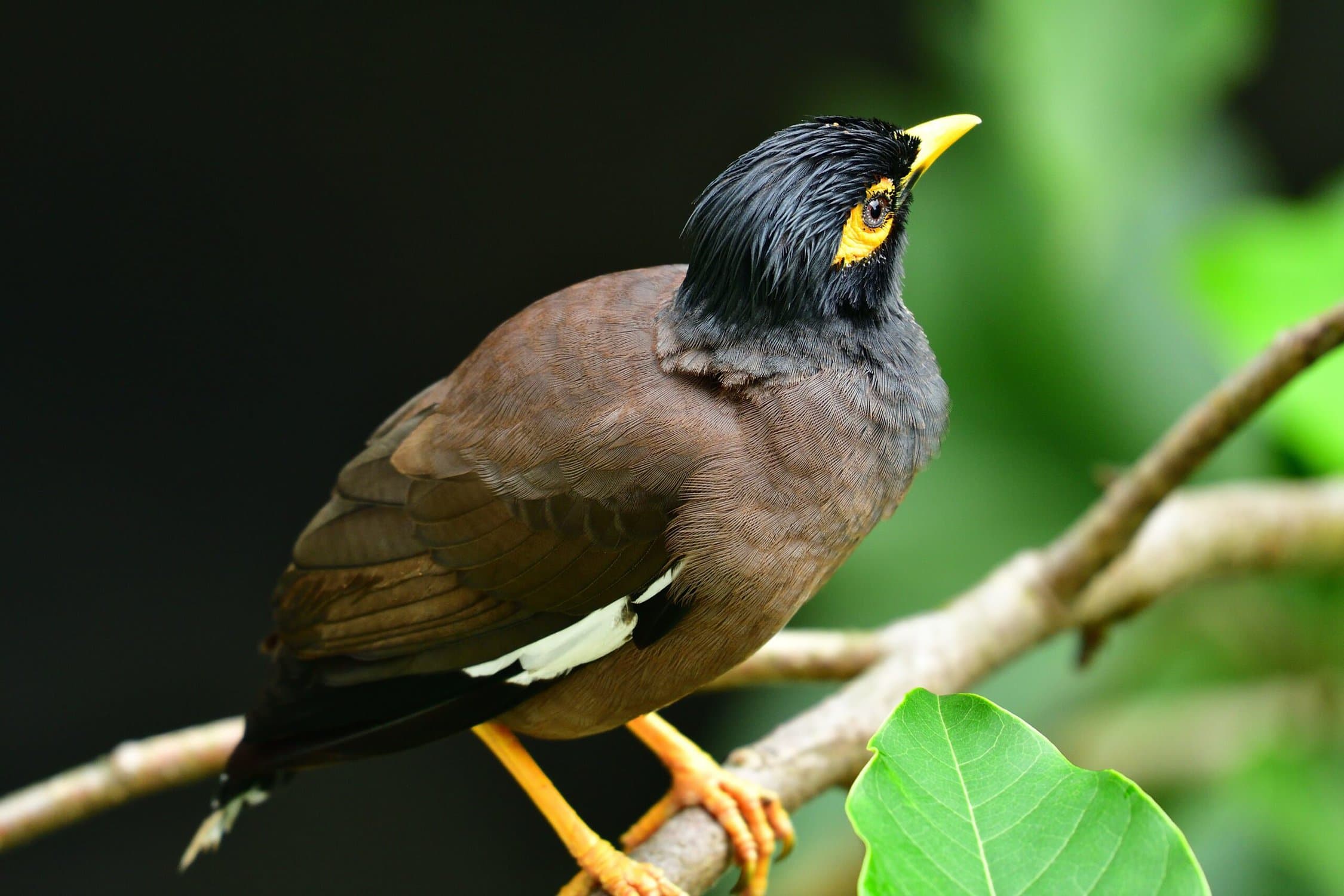 Religious Mynah