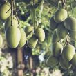 Different Types of Mangoes