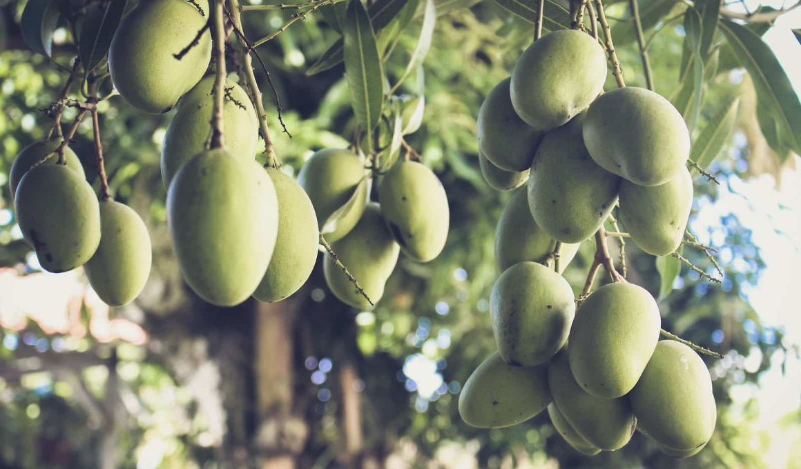 Different Types of Mangoes