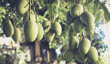Different Types of Mangoes