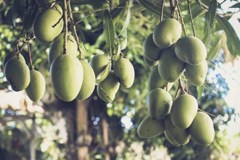 15 Different Types of Mangoes