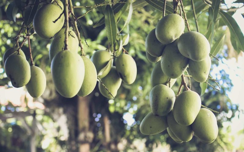 Different Types of Mangoes