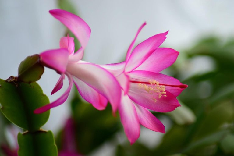 10 Drought Tolerant Plants in Texas
