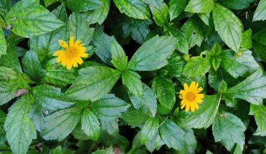 Extinct Plants in India You Should Know
