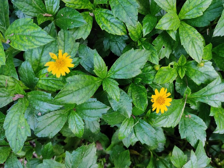 9 Extinct Plants in India You Should Know