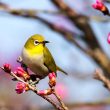 Low Maintenance Pet Birds for Busy People