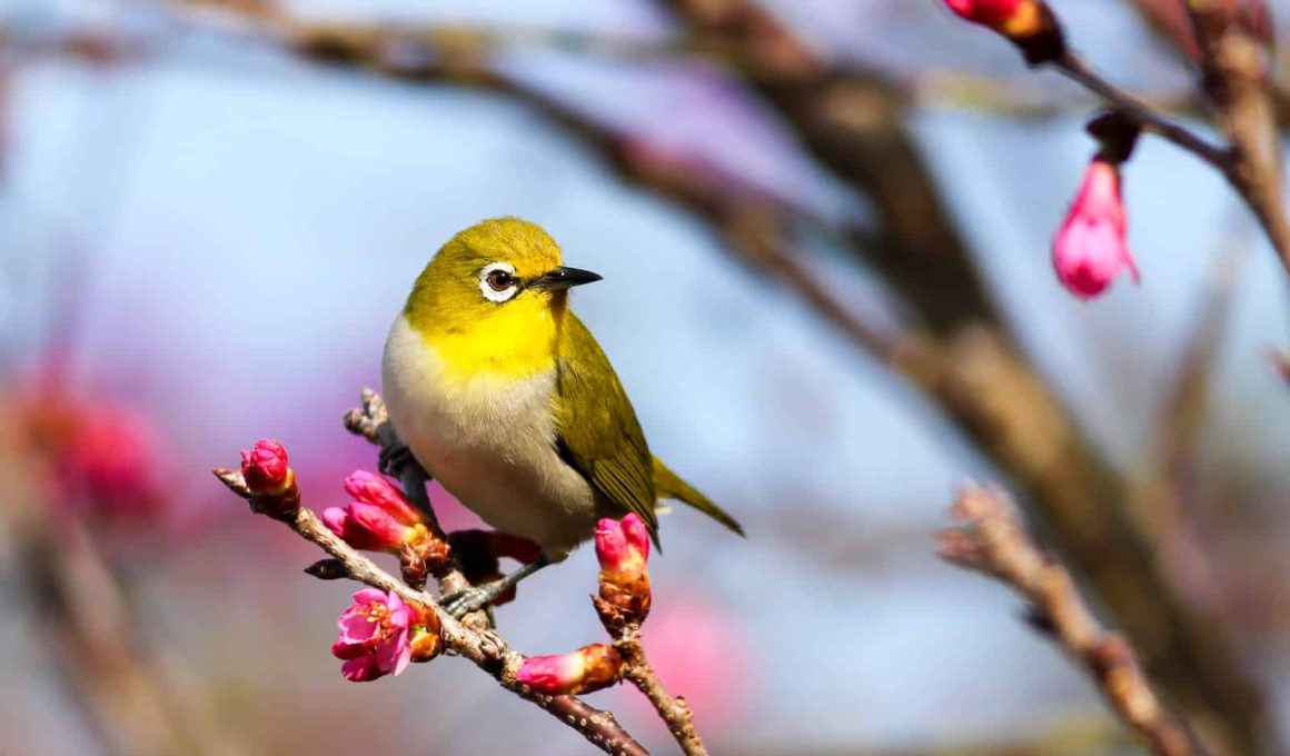 Low Maintenance Pet Birds for Busy People