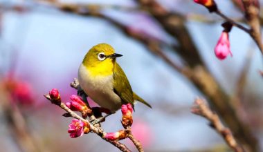 Low Maintenance Pet Birds for Busy People