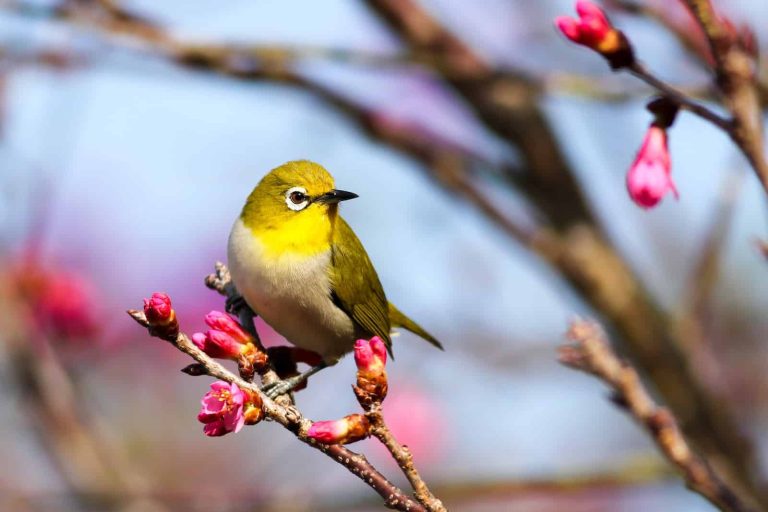 11 Low Maintenance Pet Birds for Busy People
