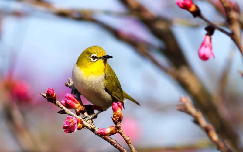 Low Maintenance Pet Birds for Busy People