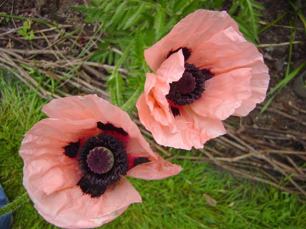 Oriental Poppies