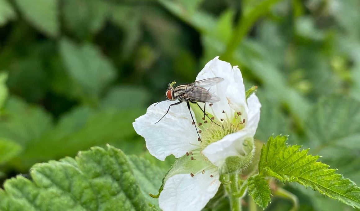 Types of Flies in the Garden and How to Get Rid of Them