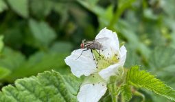 Types of Flies in the Garden and How to Get Rid of Them