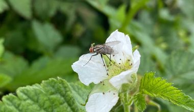 Types of Flies in the Garden and How to Get Rid of Them