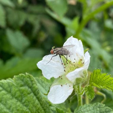 Types of Flies in the Garden and How to Get Rid of Them