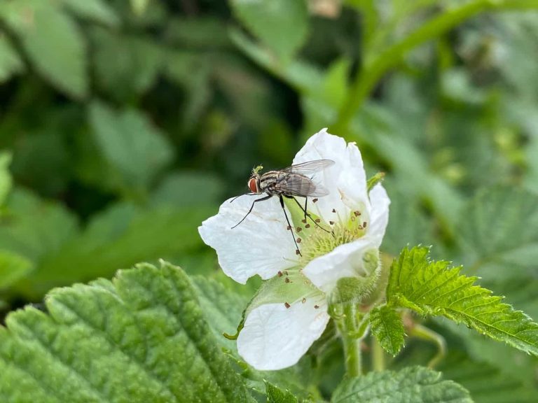 12 Types of Flies in the Garden and How to Get Rid of Them