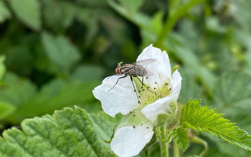 Types of Flies in the Garden and How to Get Rid of Them