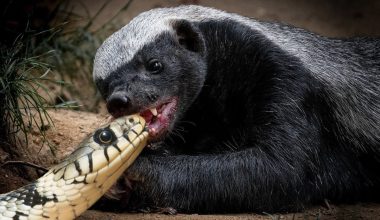 Animals Immune to Snake Venom