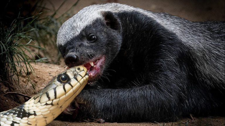 5 Animals Immune to Snake Venom