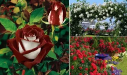 Different Types of Roses