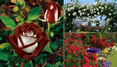 Different Types of Roses