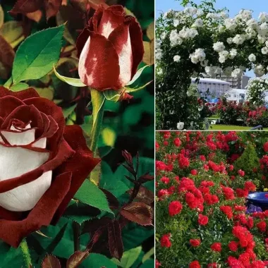 Different Types of Roses