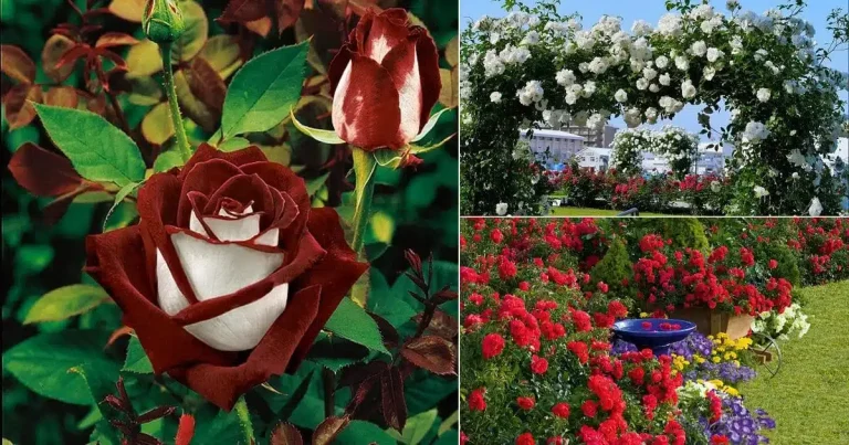13 Different Types of Roses
