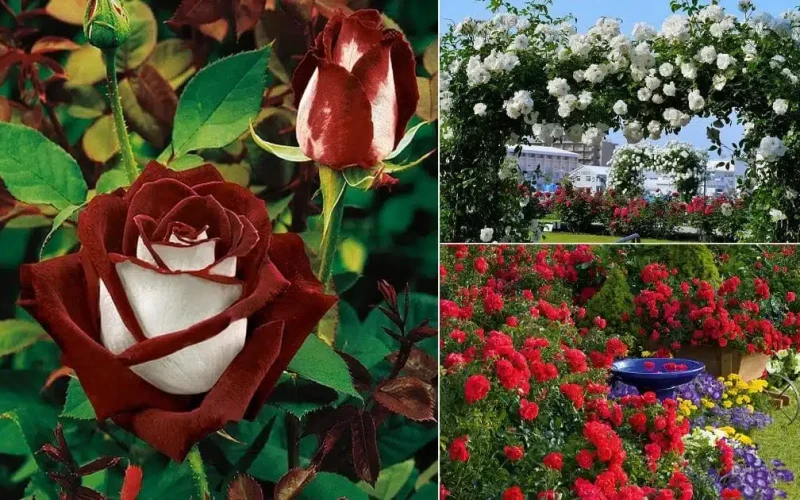 Different Types of Roses