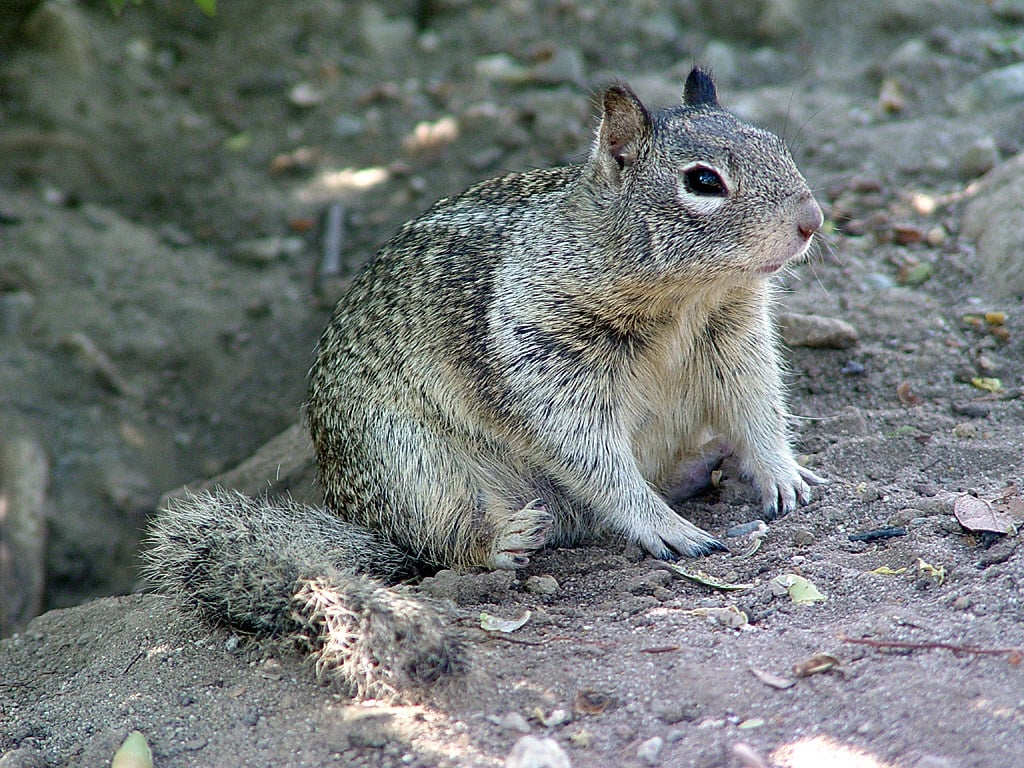 California Ground Squirrel