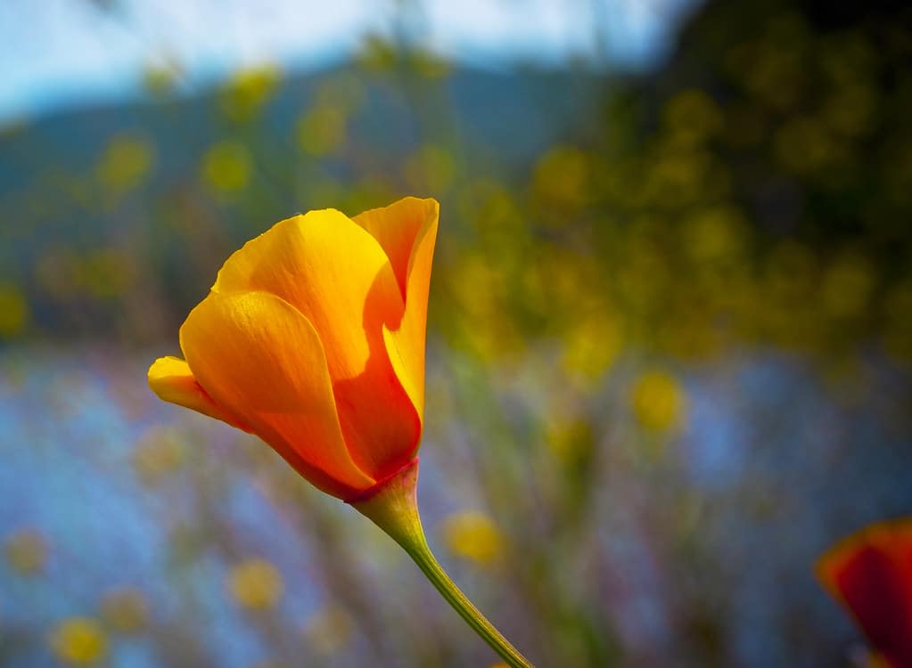 California Poppies