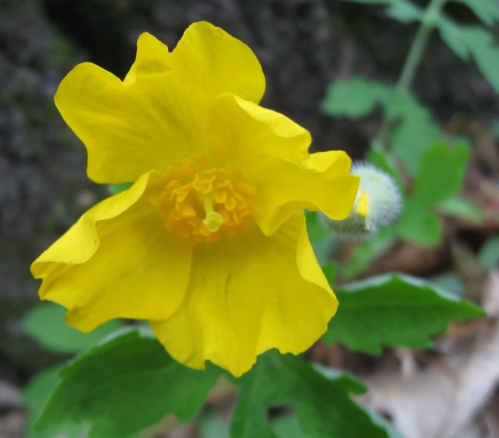 Celandine Poppies