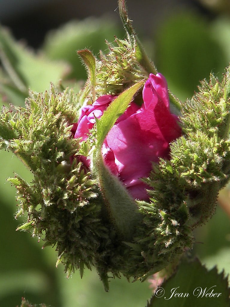 Centifolia Roses