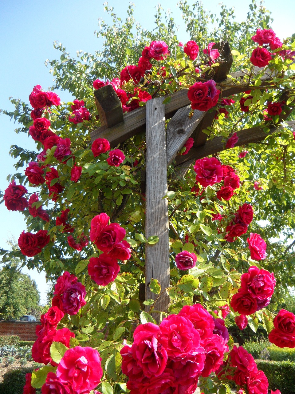 Climbing Roses