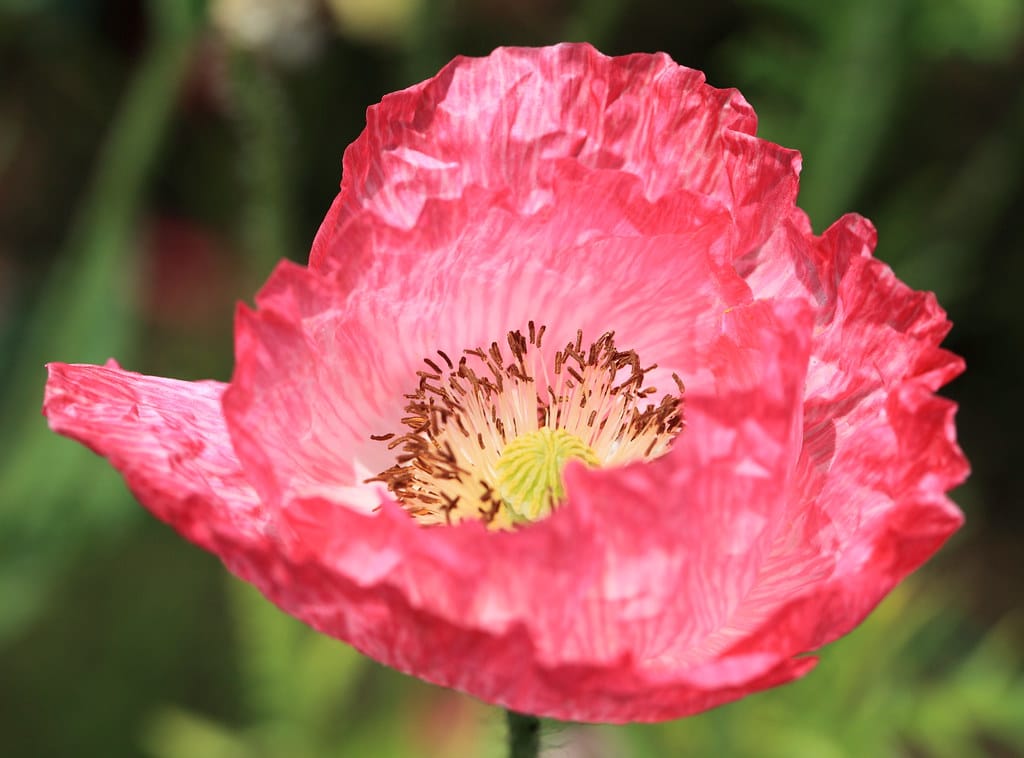 Corn Poppies