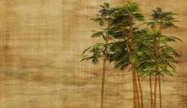 Different Types of Bamboo House Plants