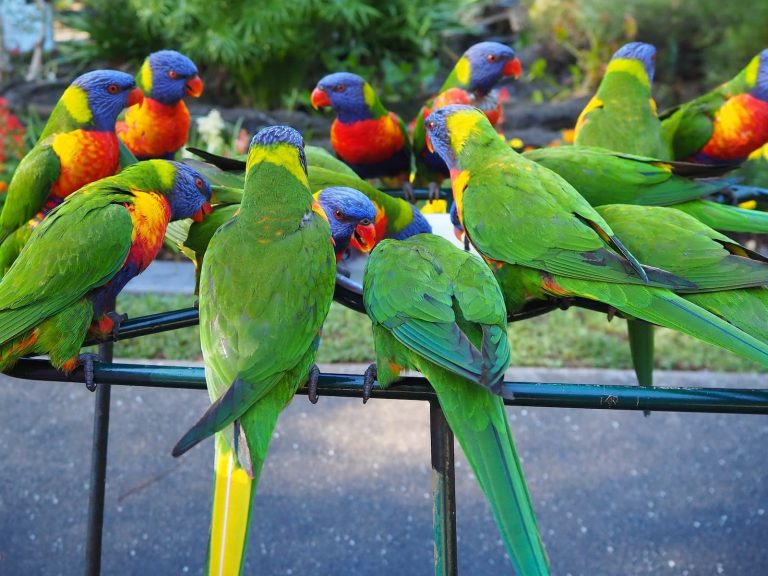 14 Different Types of Parrots in the World