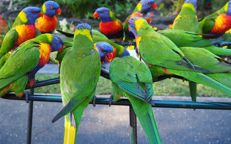 Different Types of Parrots
