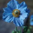 Different Types of Poppies