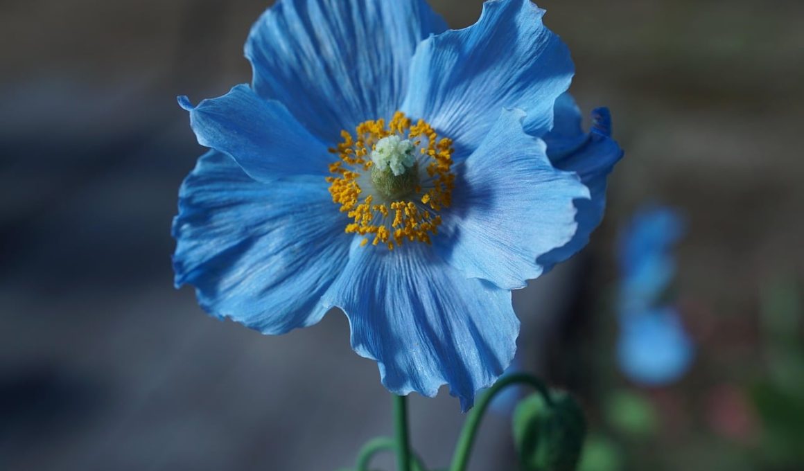 Different Types of Poppies